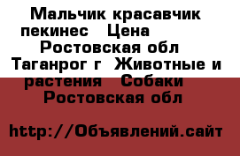 Мальчик красавчик пекинес › Цена ­ 2 500 - Ростовская обл., Таганрог г. Животные и растения » Собаки   . Ростовская обл.